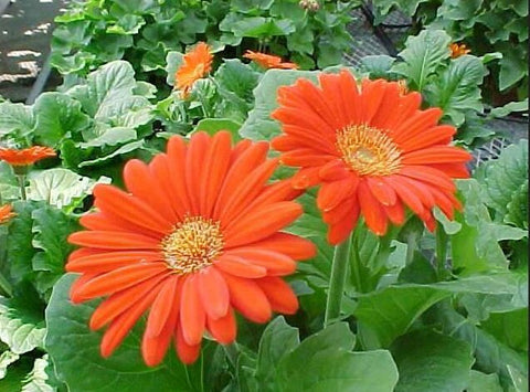 Fabulous product 103