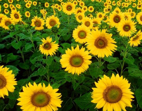 Artificial product 488